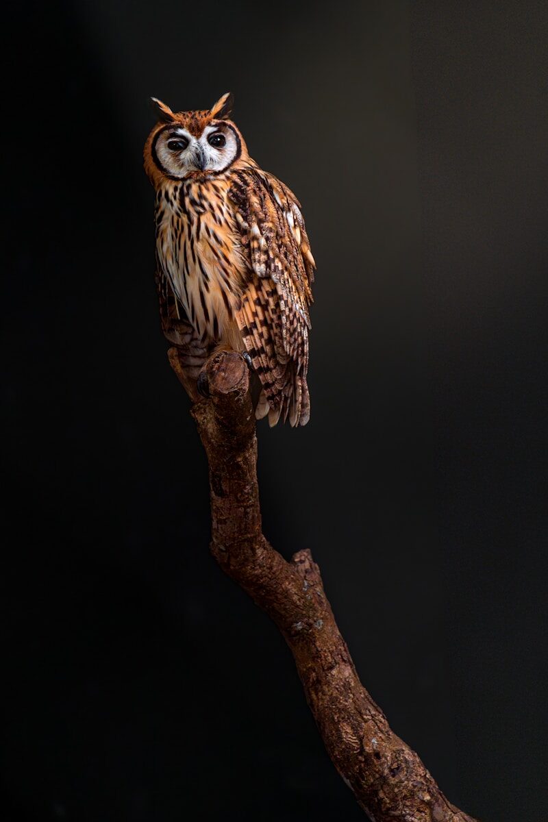 Non-Equity Partner Responsibilities