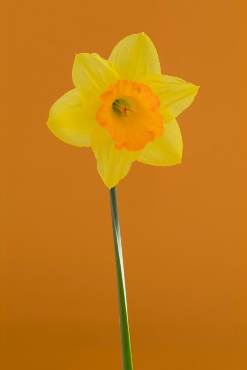 Non-Equity Partner Growth