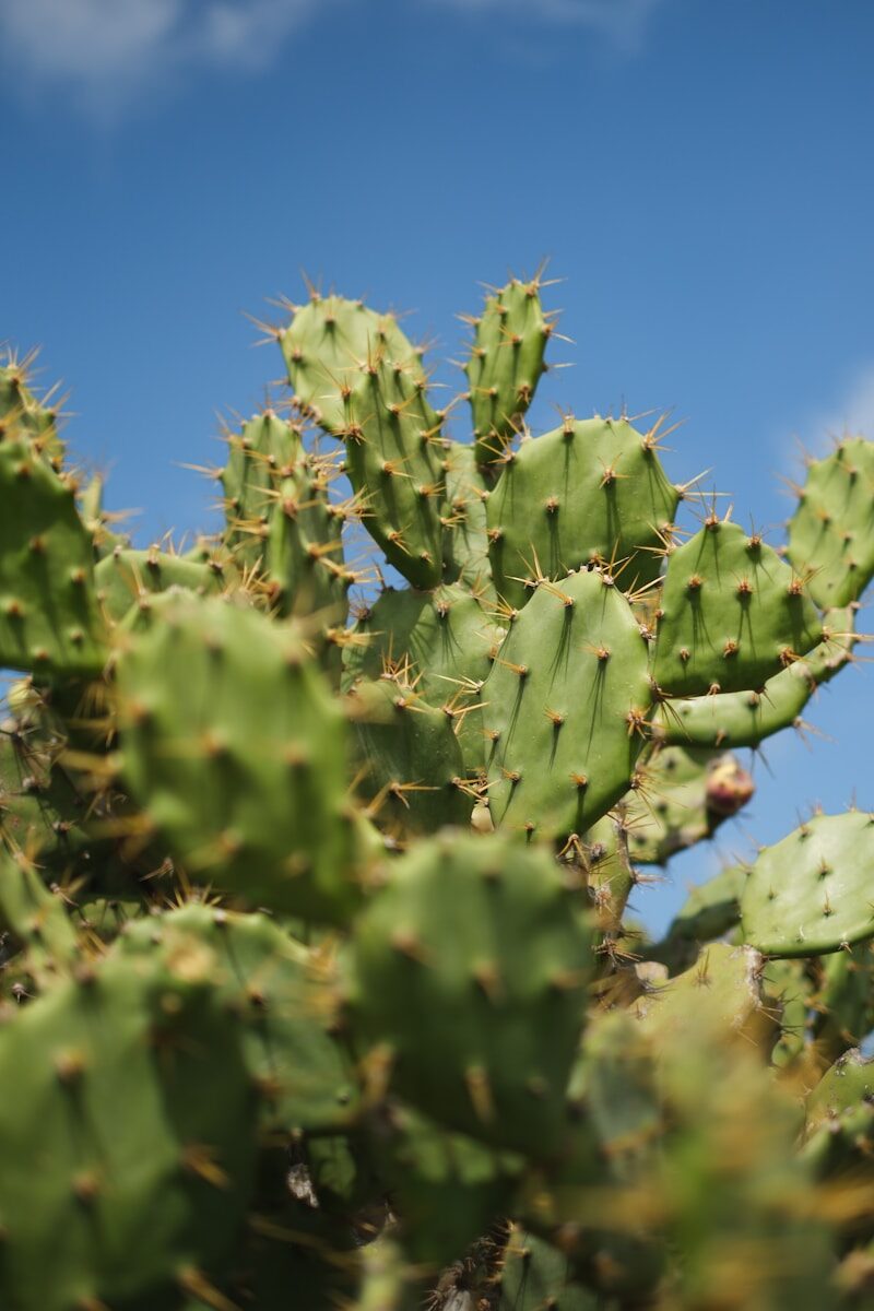 Firm Leadership Influence